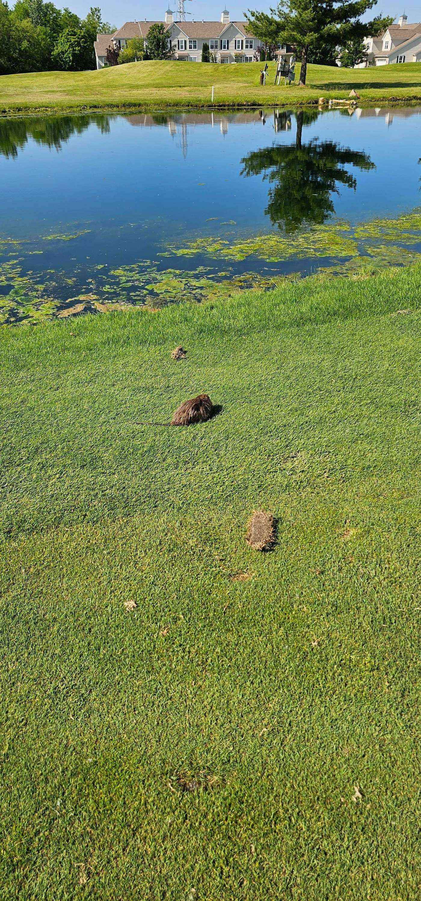Golfer photo from a round at Cumberland Trail Golf Club in Pataskala, Ohio
