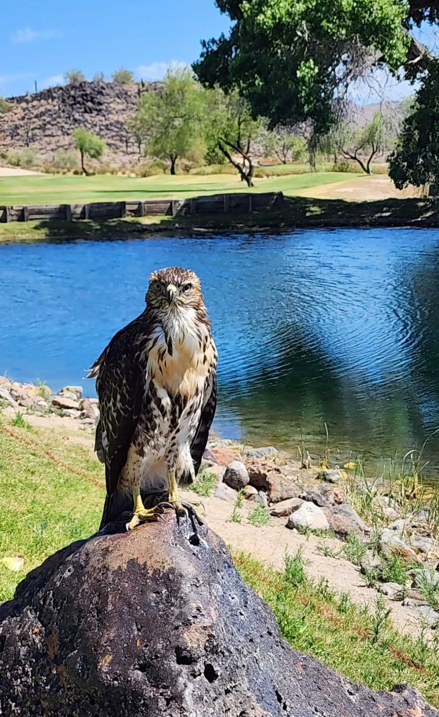 Golfer photo from a round at 500 Club Golf Course in Glendale, Arizona