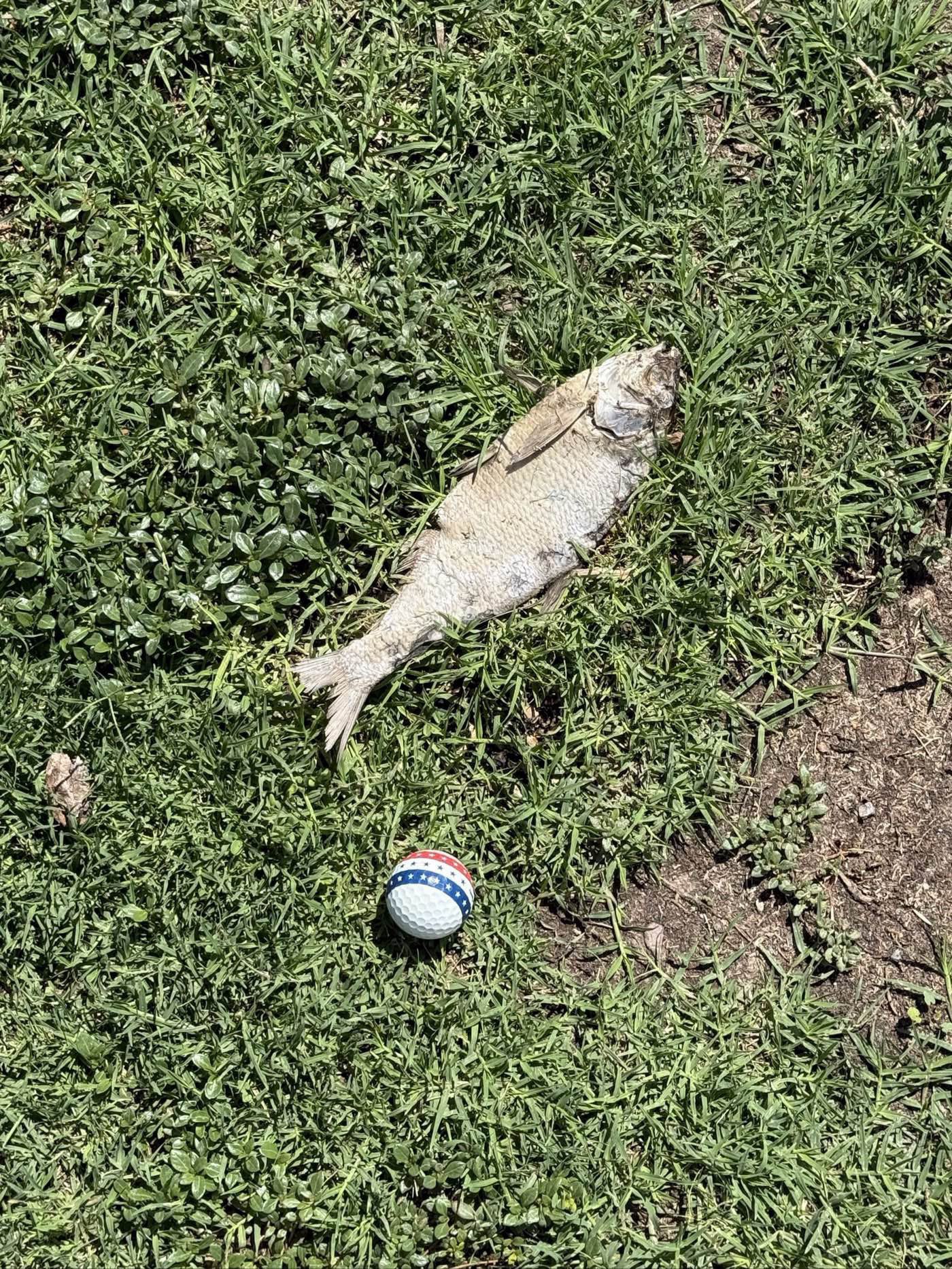 Golfer photo from a round at Main - Ascarate Park Golf Course in El Paso, Texas
